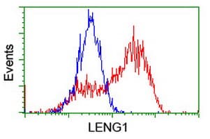 LENG1 Antibody (clone OTI1C6)