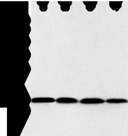 UBE2I / UBC9 Antibody