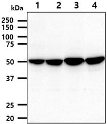 PDHX / Protein X / ProX Antibody (clone AT1E11)
