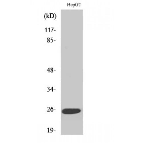Lymphotoxin-Beta / LTB Antibody (150-230 aa, C-terminal)