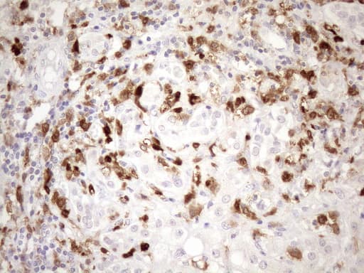 P40PHOX / NCF4 Antibody (clone OTI4B5)