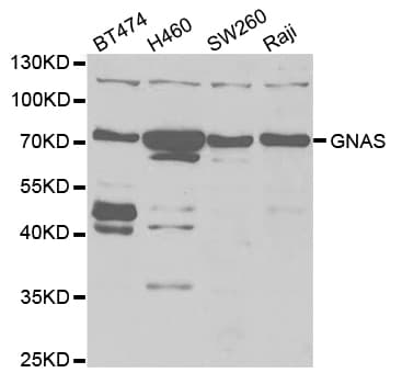 GNAS Antibody