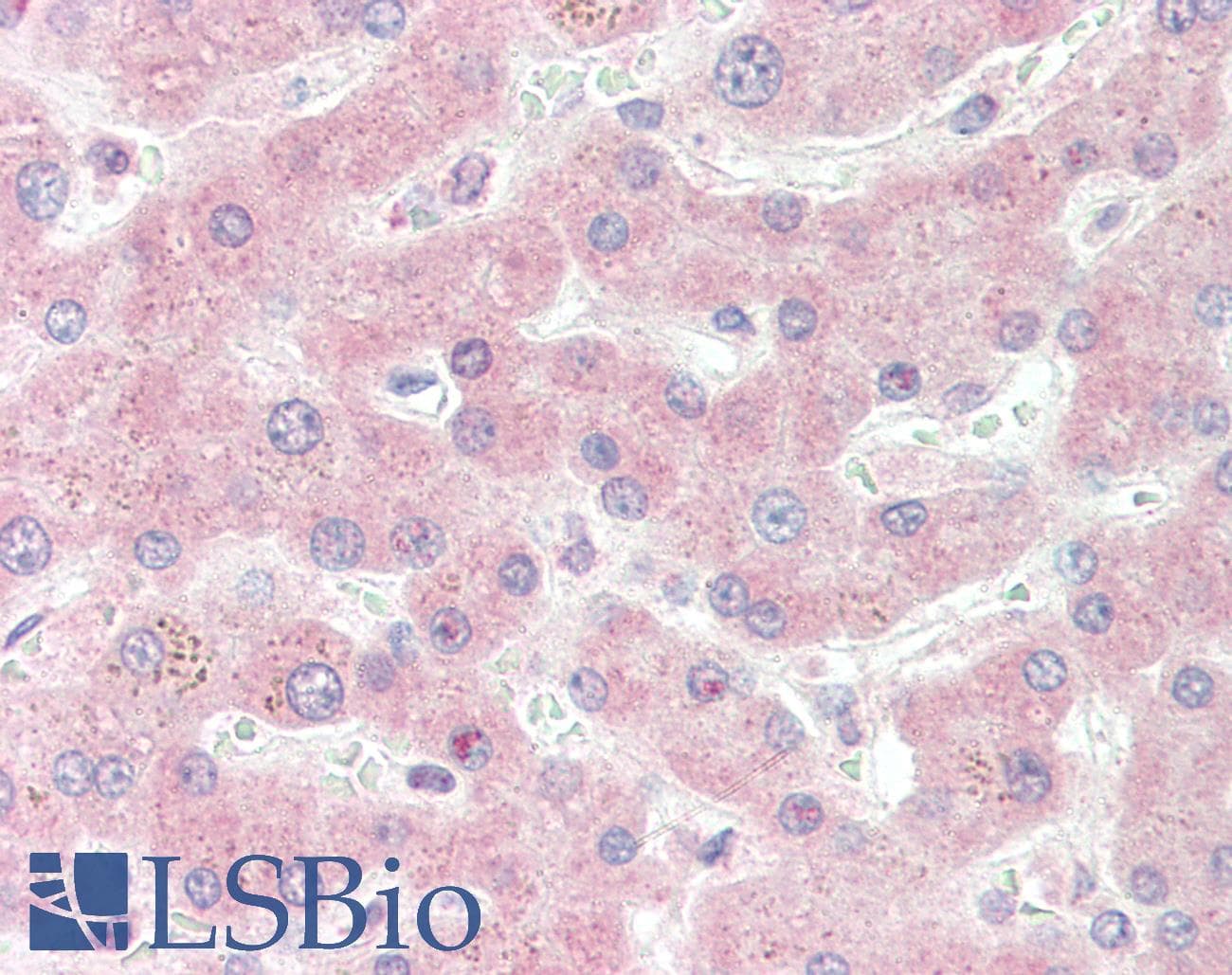 IHC-plus™ Monoclonal Mouse anti-Bovine SOD1 / Cu-Zn SOD Antibody (clone 2F5, IHC)