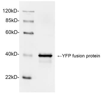 Polyclonal Rabbit anti-Human GFP Antibody (WB)