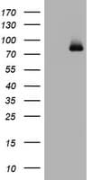 POLI Antibody (clone OTI5D11)