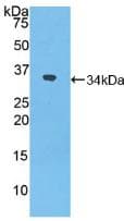 NXN Antibody (aa167-435, Biotin)