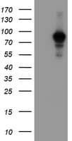 ATRIP Antibody (clone OTI5E7)