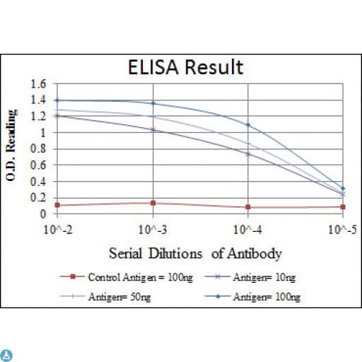 CDK1 / CDC2 Antibody