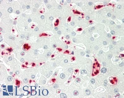 PAPD5 Antibody (aa649-698)