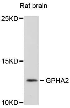 GPHA2 Antibody