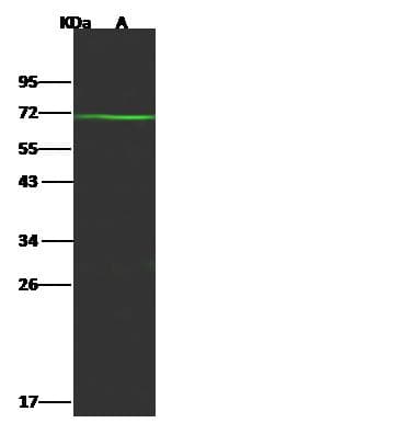 FUT4 / CD15 Antibody (Preservative Free)