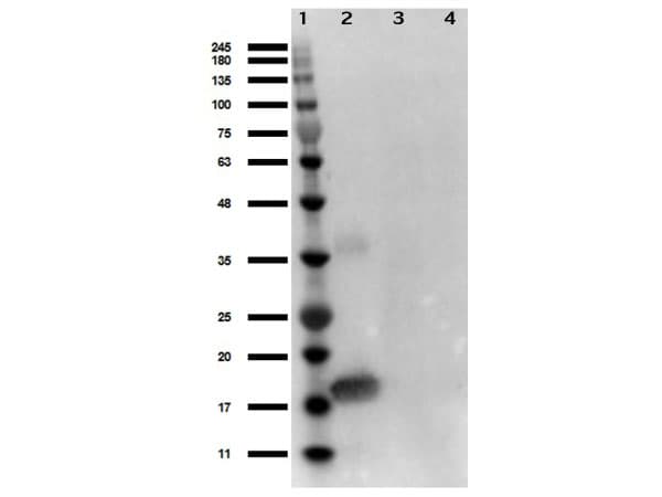 IL1A / IL-1 Alpha Antibody