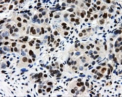 CISD1 Antibody (clone OTI4G3)
