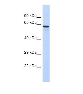 TBX3 Antibody (C-Terminus)