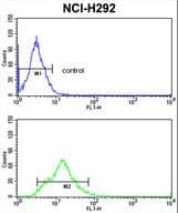 TAGLN / Transgelin / SM22 Antibody (aa139-167)