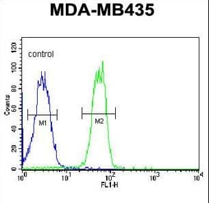 BTNL8 Antibody (aa257-285)