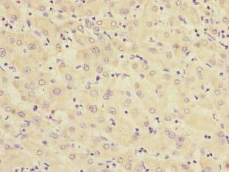 Polyclonal Rabbit anti-Human RXFP3 Antibody (IHC)