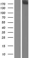 DENN / MADD Protein (Over-Expression Lysate Myc-DDK (Flag))