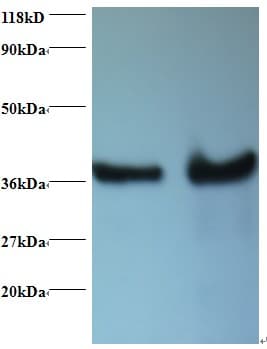 DNAJB1 / Hsp40 Antibody