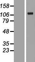 VARS2 / ValRS Protein (Over-Expression Lysate Myc-DDK (Flag))