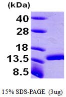 Human DDT / Dopamine Tautomerase Protein (Recombinant His)