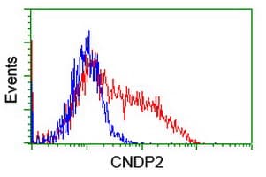 CNDP2 Antibody (clone OTI8A2, Carrier-free)
