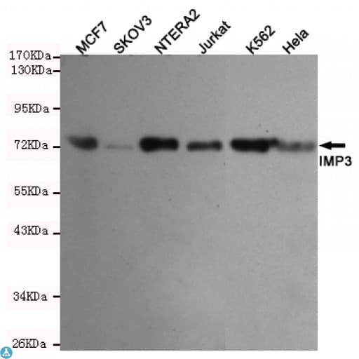 IMP3 Antibody