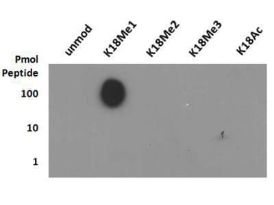 Polyclonal Rabbit anti-Human HIST3H3 Antibody (Me-Lys18, IHC, IF, WB)