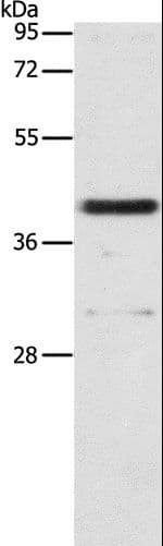 PAFAH2 Antibody