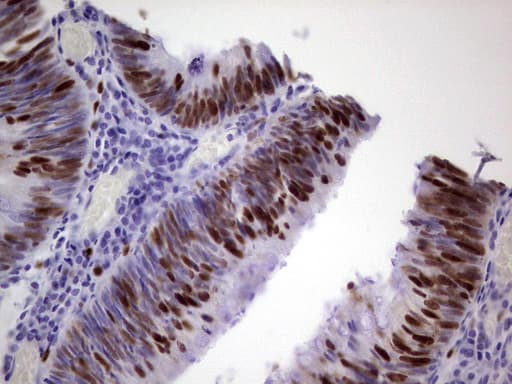 MCM2 Antibody (clone OTI1G4)