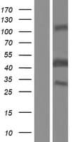 BCCIP Protein (Over-Expression Lysate Myc-DDK (Flag))