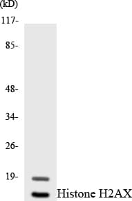 Polyclonal Rabbit anti-Human H2AFX / H2AX Antibody (aa79-128, WB)