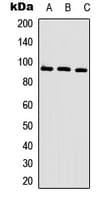 CAGE1 / Cancer Antigen 1 Antibody (C-Terminus)