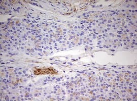 MRPS11 Antibody (clone OTI3A4, Carrier-free)