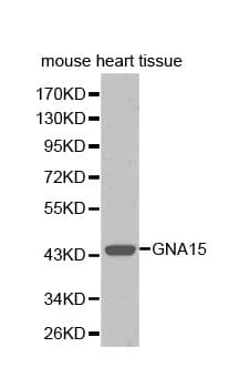 GNA15 Antibody