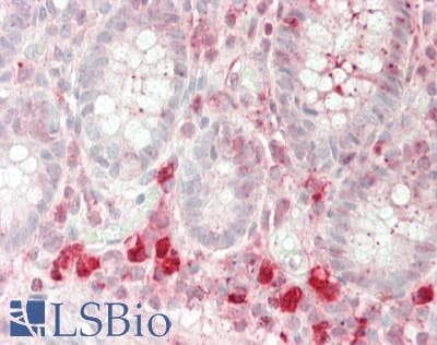 IHC-plus™ RETNLB / RELM-Beta Antibody