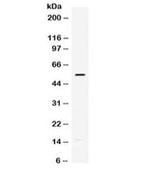 MMP12 Antibody
