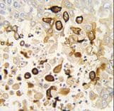 Polyclonal Rabbit anti-Human CYP4X1 Antibody (aa157-183, IHC, WB)