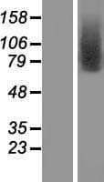 TMEM146 Protein (Over-Expression Lysate Myc-DDK (Flag))