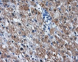 LEMD3 / MAN1 Antibody (clone OTI6C10, Carrier-free)