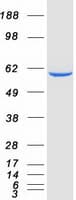 Human NOXA1 Protein (Recombinant Myc-DDK (Flag))