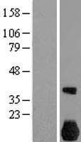 NEK7 Protein (Over-Expression Lysate Myc-DDK (Flag))