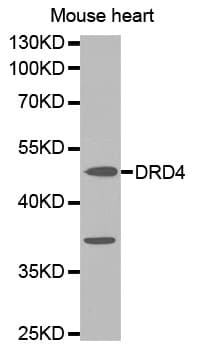 DRD4 / Dopamine Receptor D4 Antibody