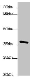 Polyclonal Rabbit anti-Human POU4F3 / BRN3C Antibody (IHC, WB)