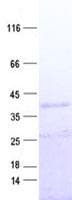 Human DOK4 Protein (Recombinant His, N-Terminal)