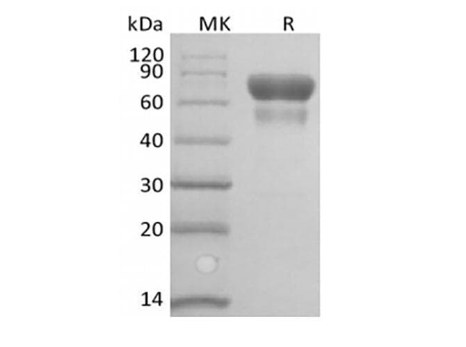 CD28 Protein (Recombinant Fc-AVI, C-terminus)