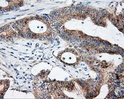NME4 Antibody (clone OTI5E4)