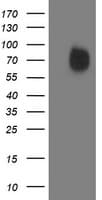 IRF6 Antibody (clone OTI1G3)