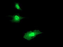 RGS16 Antibody (clone OTI4C9, Carrier-free)