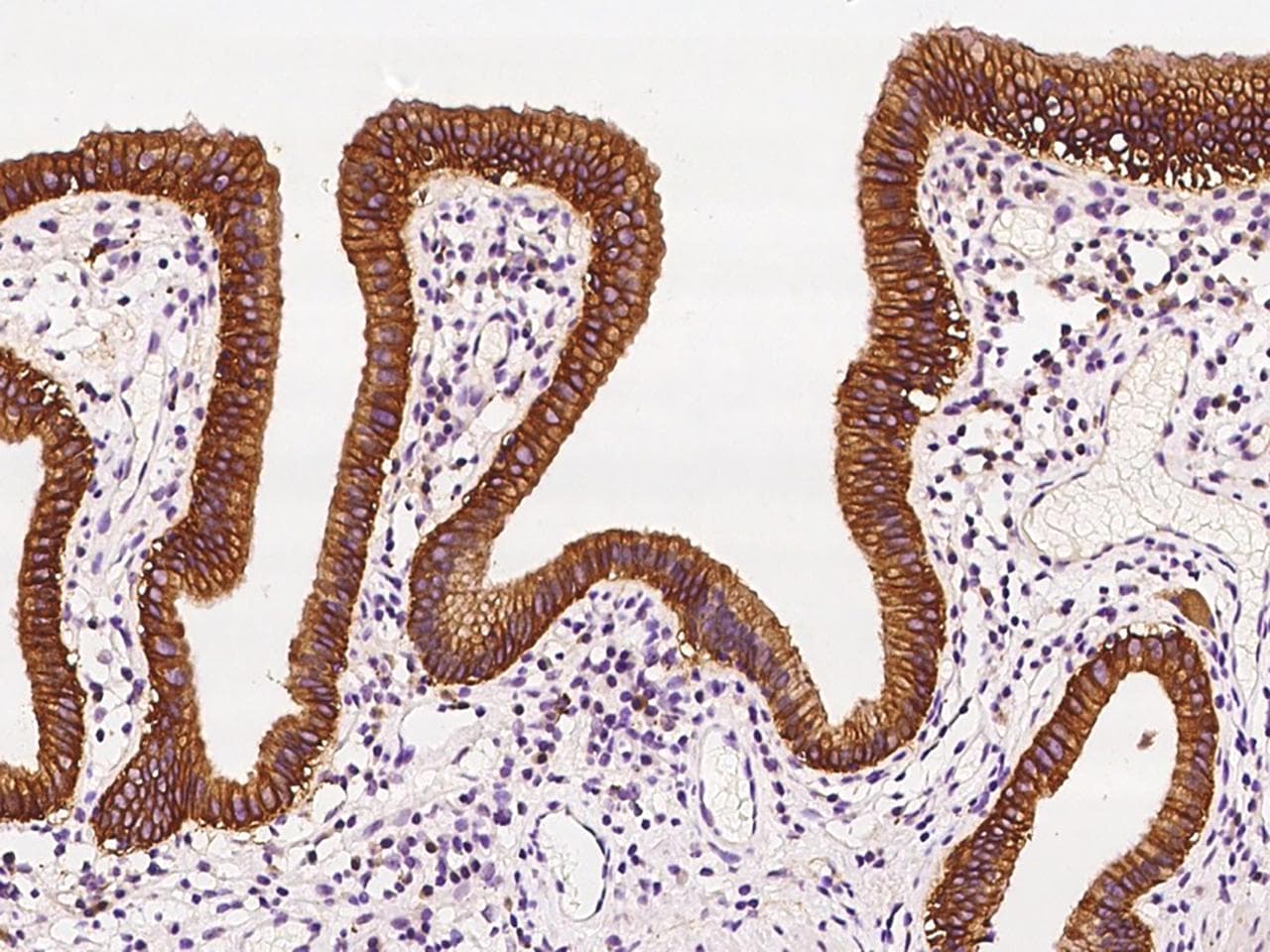 CO-029 / TSPAN8 Antibody